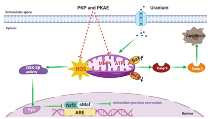 西南科技大學天然產(chǎn)物課題組在黃精炮制與抗輻射研究方面取得重要進展，助力健身器材行業(yè)健康應用
